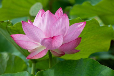 Lorvox lotus,kamal seeds Seed(10 per packet)