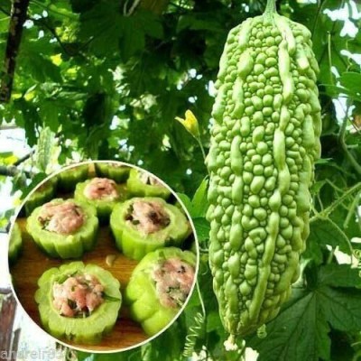 CYBEXIS KGF -54 - Chinese Bitter Melon Gourd - (100 Seeds) Seed(100 per packet)