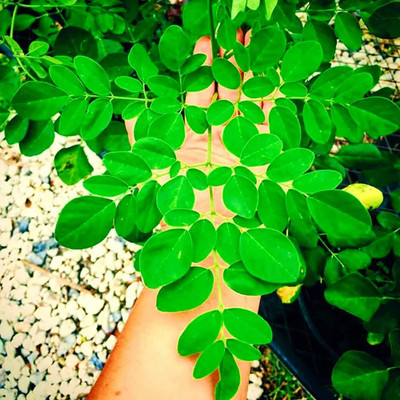 VibeX LX-30 - MORINGA/DRUMSTICK/SAIJAN PKM 1 VARIETY - (1350 Seeds) Seed(1350 per packet)