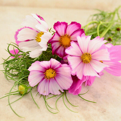 ZIXA Cosmos Seeds - Candystripe Seed(100 per packet)