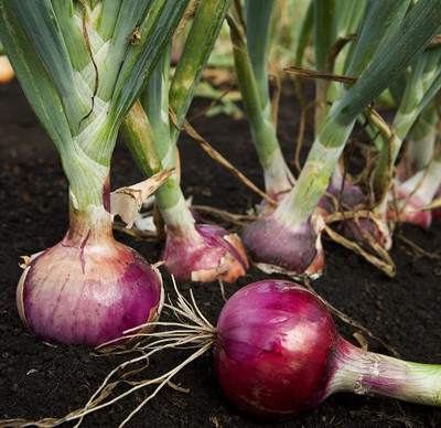Qualtivate XXX-5A Onion Red Vegetable Seeds Seed(500 per packet)