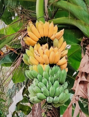 SHYAM NJAIPOOVAN BANANA Plant. Seed(1 per packet)