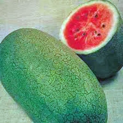 VibeX PAU-11 - Watermelon Charleston Grey - (1350 Seeds) Seed(1350 per packet)