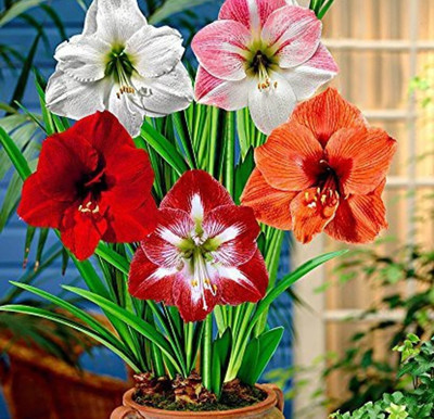 Leafy Heaven Amaryllis Lily mixed color Flower Bulb Premium Quality, Easy to Grow for Home Seed(8 per packet)