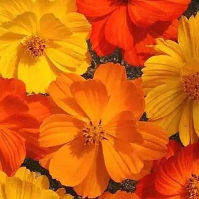 Aro Cormos Seed(125 per packet)