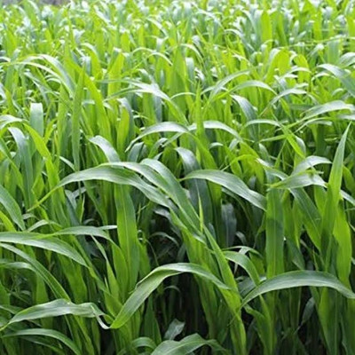 BSARKAR Sudan grass seed Seed(10000 per packet)