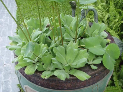 wequality Water Lettuce/ Nile Cabbage/ Water Rose for aquarium plant Seed(20 per packet)