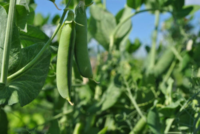 Qualtivate GBPT-9A Sugar Lace II Snap Pea Seeds Seed(200 per packet)