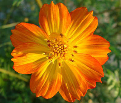 Khushi Prova Cosmos Dwarf Sensations Mix Seed(50 per packet)