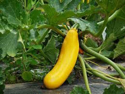 Qualtivate ICRA-9A Yellow Long Cucumber Sambhar Dosakaya Seeds Seed(300 per packet)