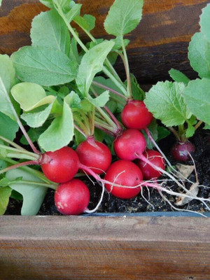 XOLDA Organic red round radish Seed(15 per packet)