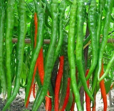 Wellspring CW4 CHILLI (MIRCH OR MIRCHI) SEED BEST QUALITY F1 HYBRID PRODUCER CHOICE SEED FOR YOUR HOME GARDENING. CHILLI IS FROM SOLANACEAE FAMILY AND ITS SCIENTIFIC NAME IS CAPSICUM FRUTESCENS. CHILLI IS A SPICE PLANT PACK OF 1 (15O SEEDS) Seed(150 per packet)