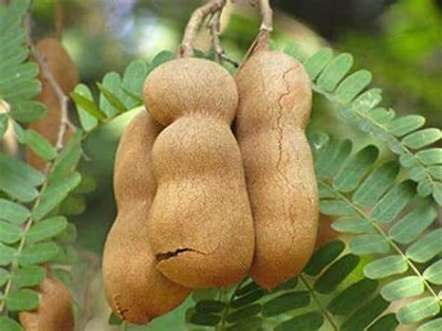 Aywal Meethi Imli ( Tamarind) Seed(5 per packet)