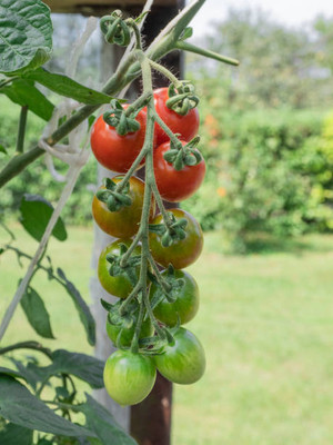 Harsh Impex tomato Seed(120 per packet)