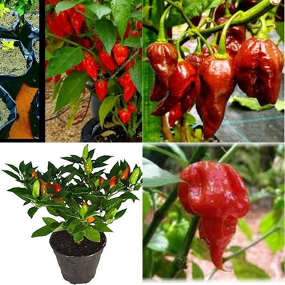 ibains Bird chilli seed 410 Seed(410 per packet)