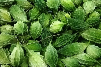 Gitanjali Karela (Bitter Guard) ROUND Seed(50 per packet)
