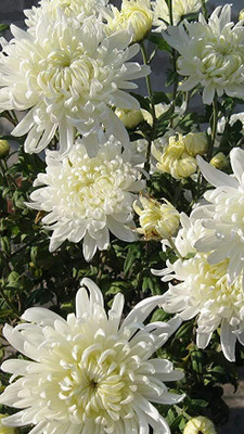 XOLDA Daisy Mix Seed(23 per packet)
