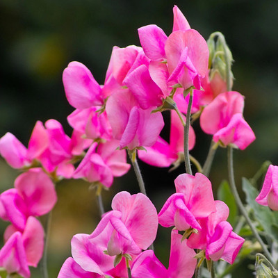 LASMA Sweet Pea 'Miss Willmott' Seed(20 per packet)