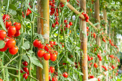 Shree Dev tomato Seed(25 per packet)