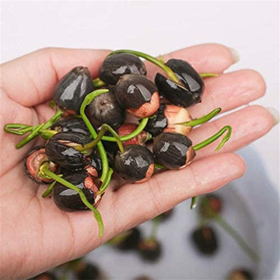 CRGO ™ RDX-181 Lotus Seeds Aquatic Plant Beautiful Seed(2 per packet)
