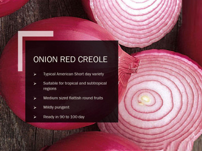 CYBEXIS ONION RED CREOLE SEEDS(2000 Seeds) Seed(2000 per packet)