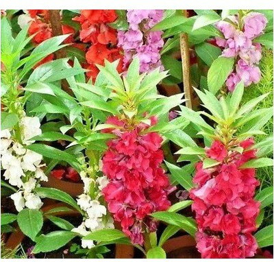 VibeX HUA-48 - BALSAM DOUBLE MIXED - (270 Seeds) Seed(270 per packet)