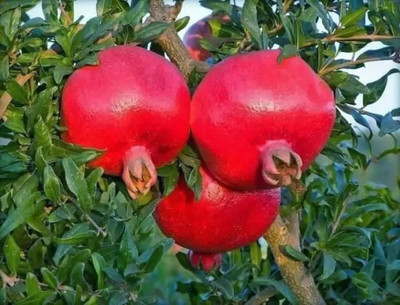 MAA Pomegranate, Anaar Seed(90 per packet)