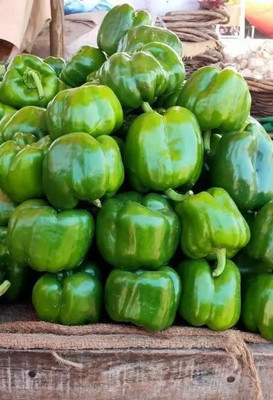 MAA Capsicum Green, Bell Pepper Seed(10 per packet)