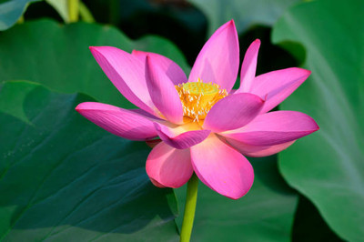 PROWSEED lotus,kamal gatta Seed(15 per packet)