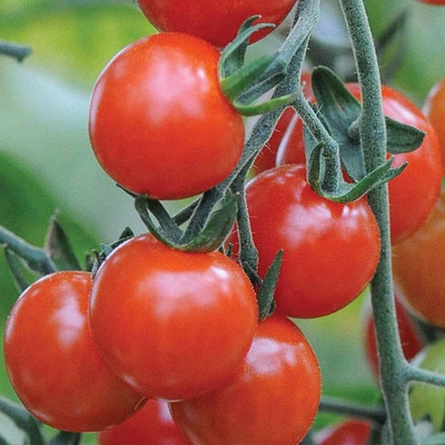 KNESSiN F1 Hybrid Sweet Aperitif Tomato Seeds for Kitchen Gardening - (4000 Seeds) Seed(4000 per packet)