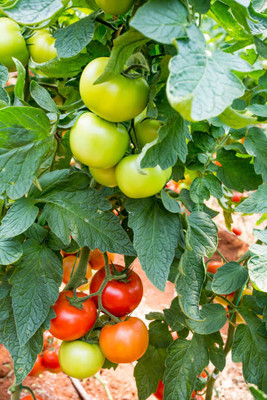 ZIXA tomato Seed(130 per packet)