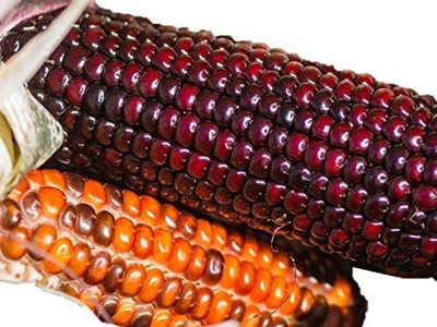 VibeX ® LXI-719 Ornamental Indian Corn Seeds Seed(500 per packet)