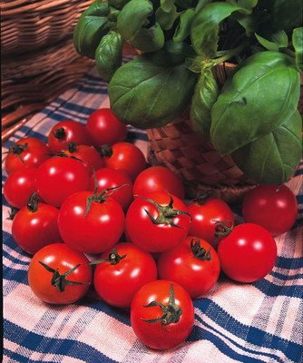Biosnyg High Germination Gardeners Delight Tomato Summer Vegetable Seeds - (2000 Seeds) Seed(2000 per packet)