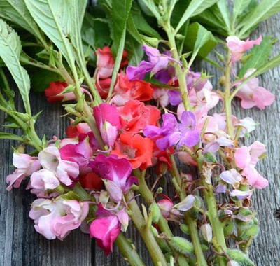 Aywal Balsam Seed(90 per packet)