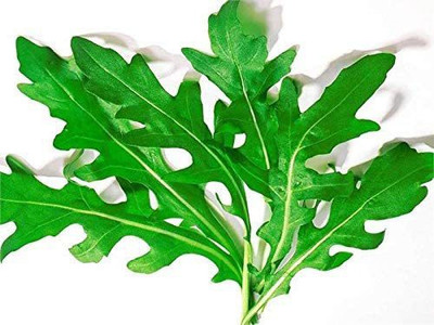 VibeX XLR-23 - Wild Arugula Herb - (250 Seeds) Seed(250 per packet)
