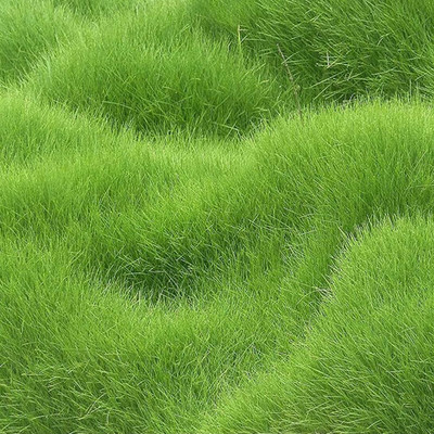 naturehils Maxican Carpet Grass Seeds for PlayGround/Garden/Park, Lawn Grass Seed(16000 per packet)