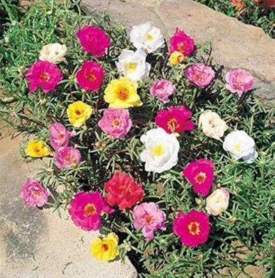 ibains Portulaca seeds white and yellow Seed(28 per packet)