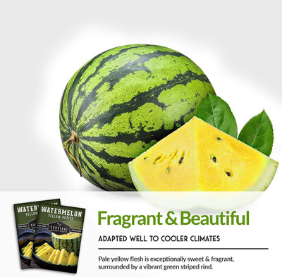 CYBEXIS NDIR-85 - Yellow Petite Watermelon - (1350 Seeds) Seed(1350 per packet)