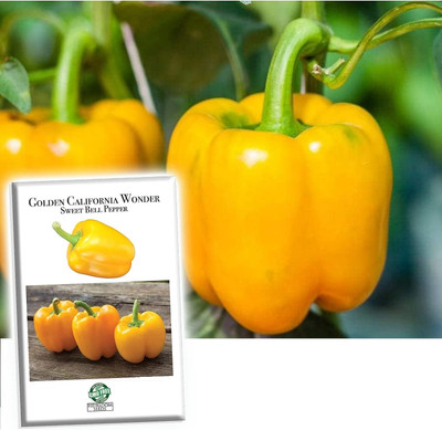 KNESSiN Bell Pepper Golden California Wonder Capsicum Seed(1000 per packet)