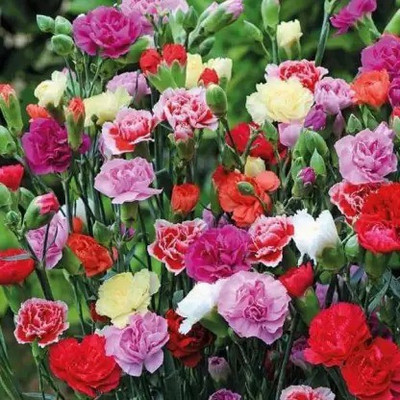 Aro Carnation Seed(125 per packet)