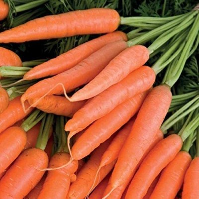 Aywal Carrot Nantes, Gajar Seed(125 per packet)