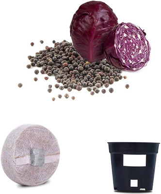 VibeX Purple Red Cabbage F1 Hybrid Combo with Potter & Rootplug Seed(35 per packet)