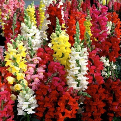 CRGO ANTIRRHINUM Seed(20 per packet)