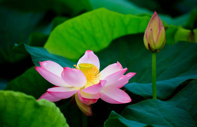Udanta lotus,kamal gatta Seed(14 per packet)