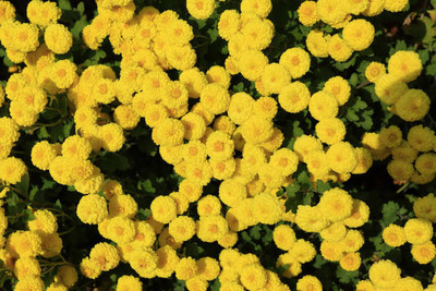 BISWAS marigold/gende ka phool flower seeds Seed(50 per packet)