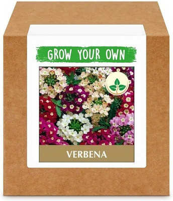 CYBEXIS Verbena-50 Seeds Seed(50 per packet)