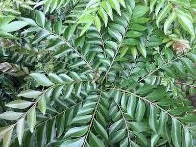 Seedsqlty Organic curry leaves seeds , high germination (13 seeds) Seed(13 per packet)