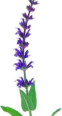 Qualtivate PUAS-9A Salvia Blue Sage Flower Seeds Seed(100 per packet)