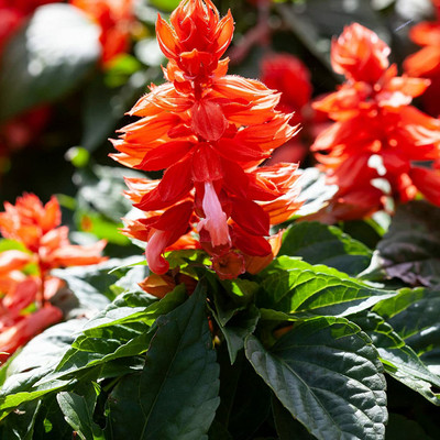 Aywal Salvia Mixed Seed(20 per packet)