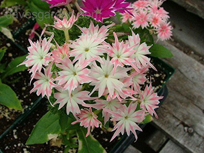 XOLDA Exotic phlox twinkle Seed(48 per packet)